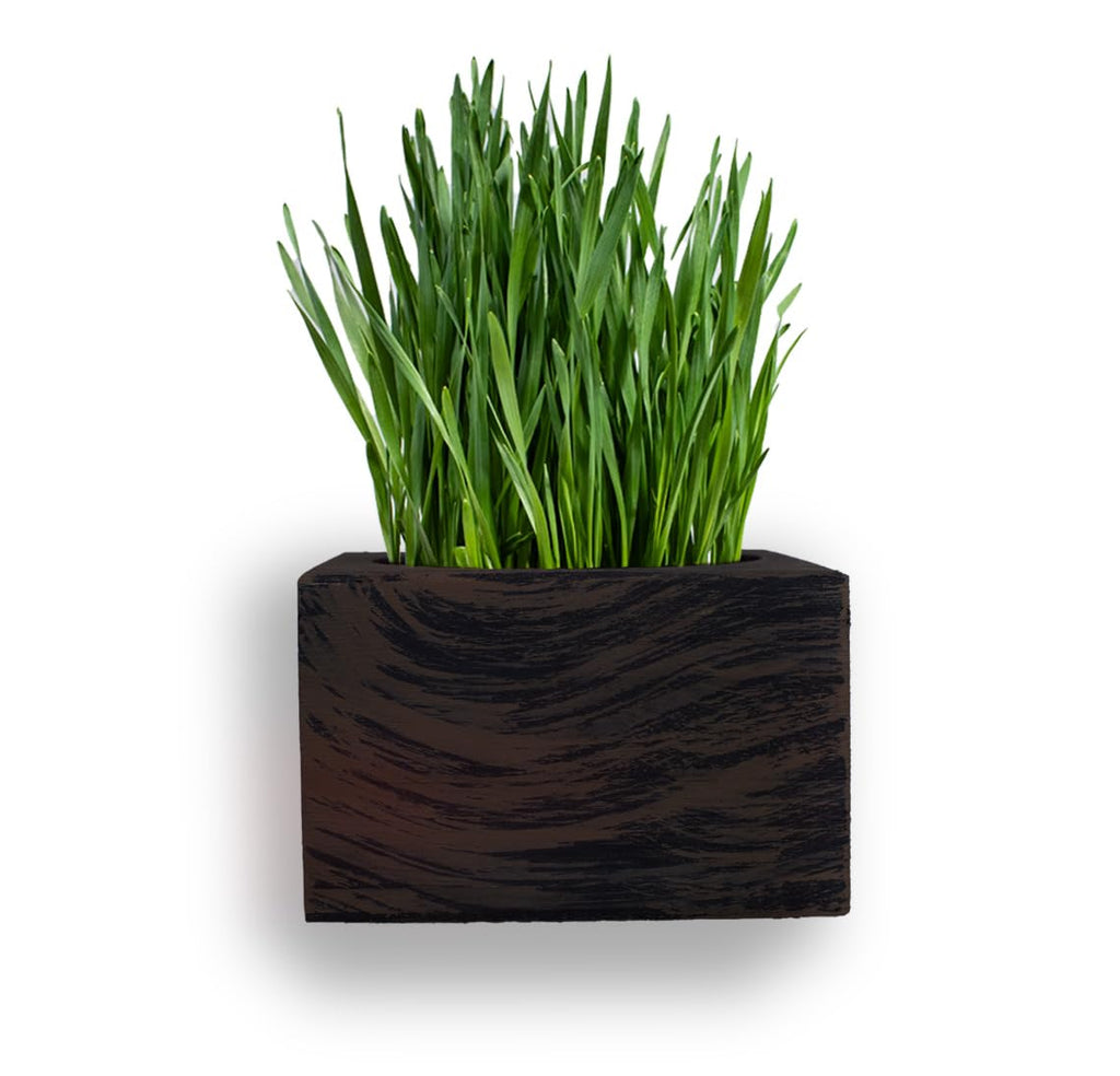 Organic Cat Grass Kit with Interactive Fish Toy K550376