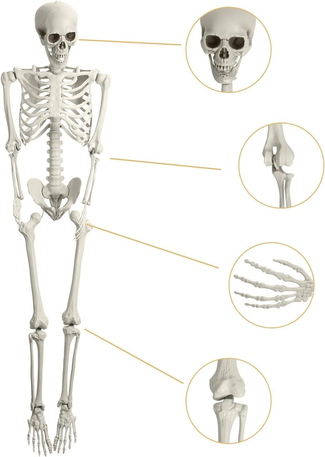 5.4ft Posable Plastic Skeleton Z44884