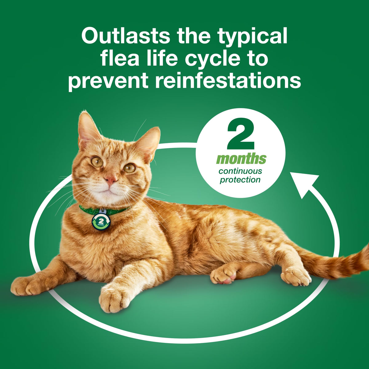 Large Cat Topical Flea Treatment & Prevention 1ct B375595