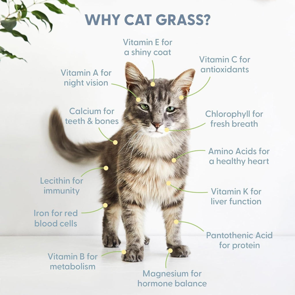 Organic Cat Grass Growing Kit with Seeds Soil and Containers 3 Pack A1221