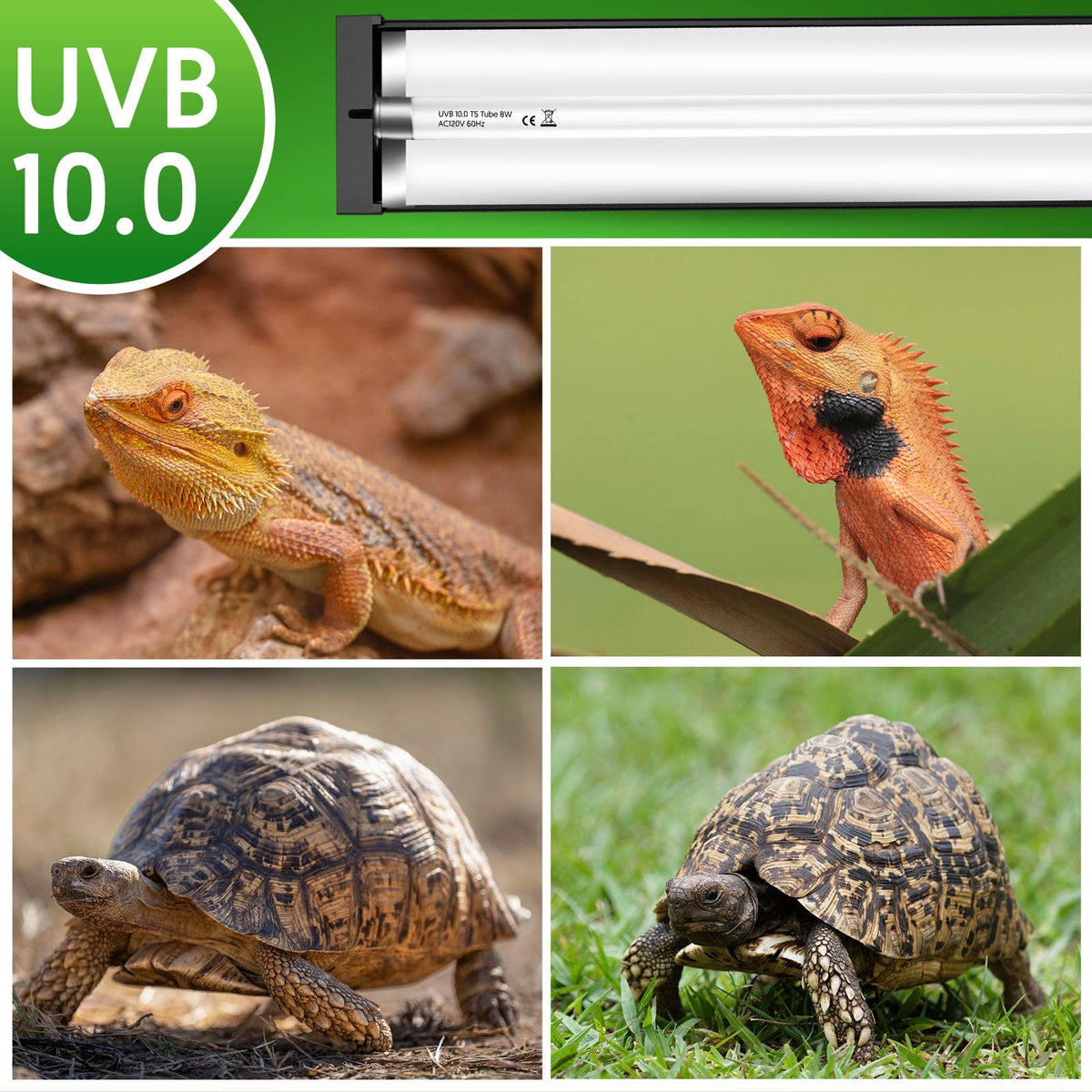 8W UVB Reptile Light Fixture Combo Kit M358102