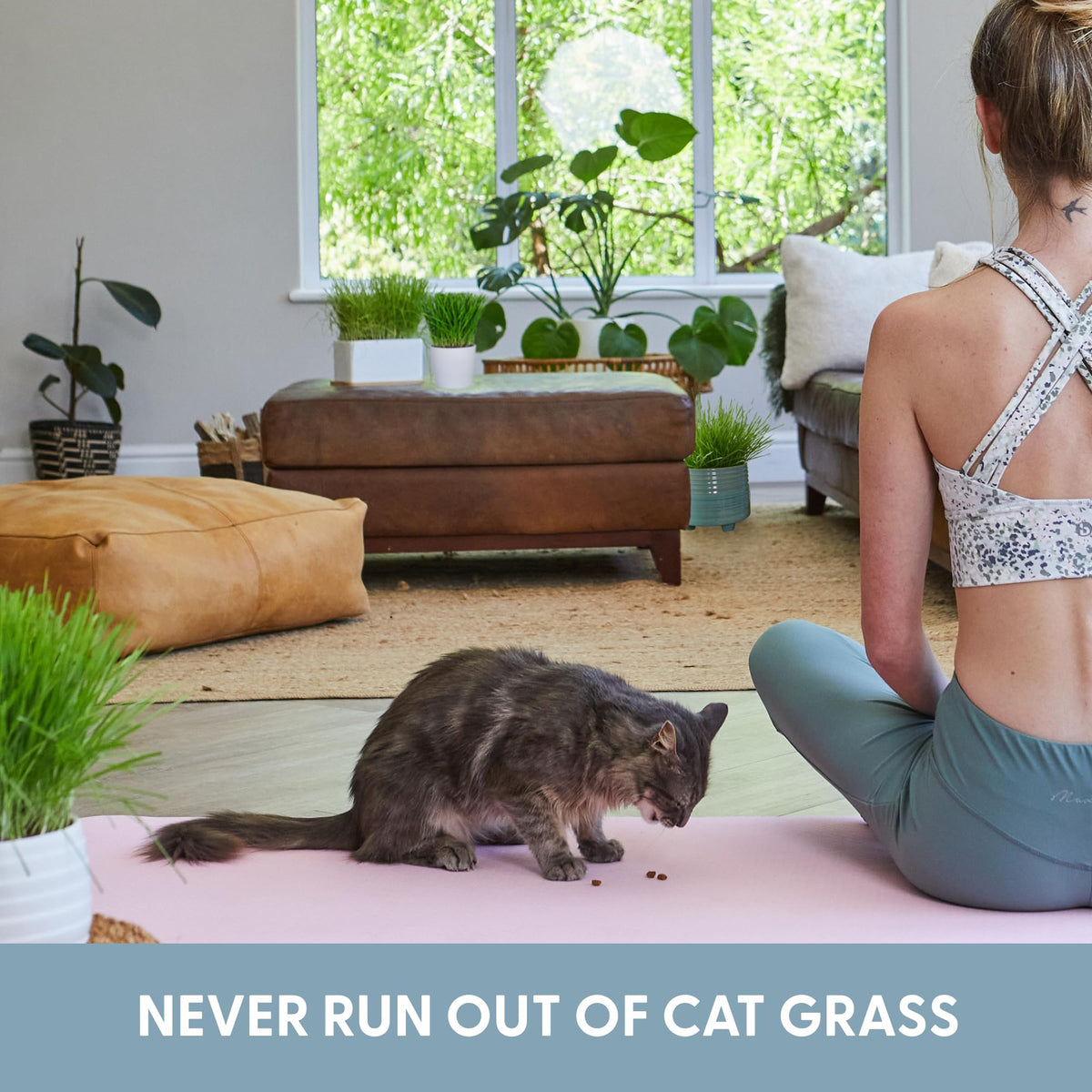 Organic Cat Grass Growing Kit with Seeds Soil and Containers 3 Pack A1221