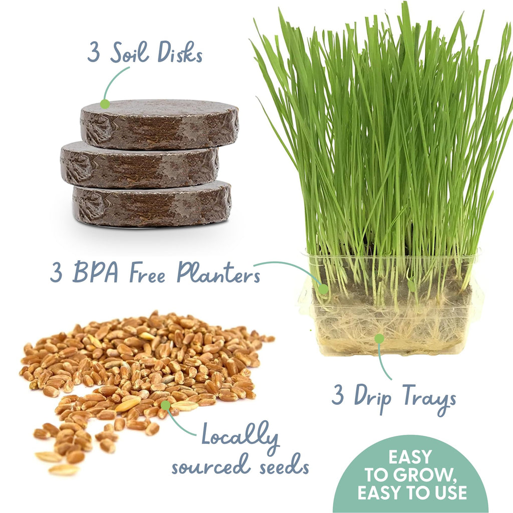 Organic Cat Grass Growing Kit with Seeds Soil and Containers 3 Pack A1221