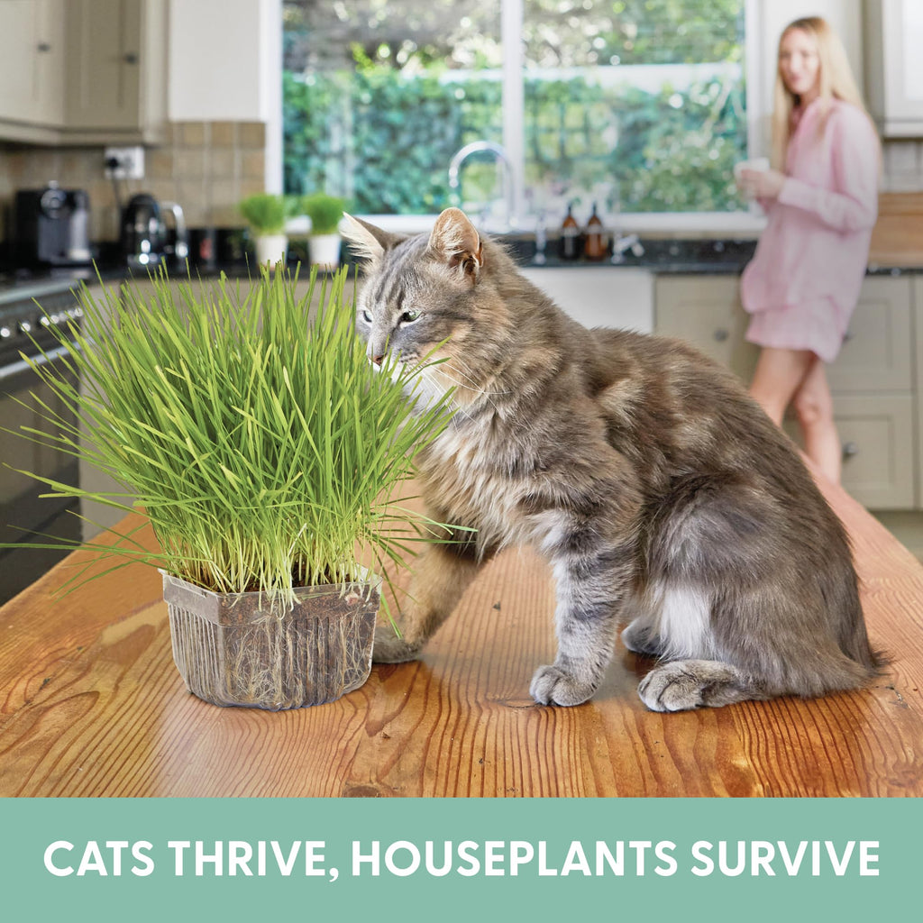 Organic Cat Grass Growing Kit with Seeds Soil and Containers 3 Pack A1221