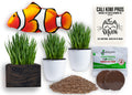 Organic Cat Grass Kit with Interactive Fish Toy K550376