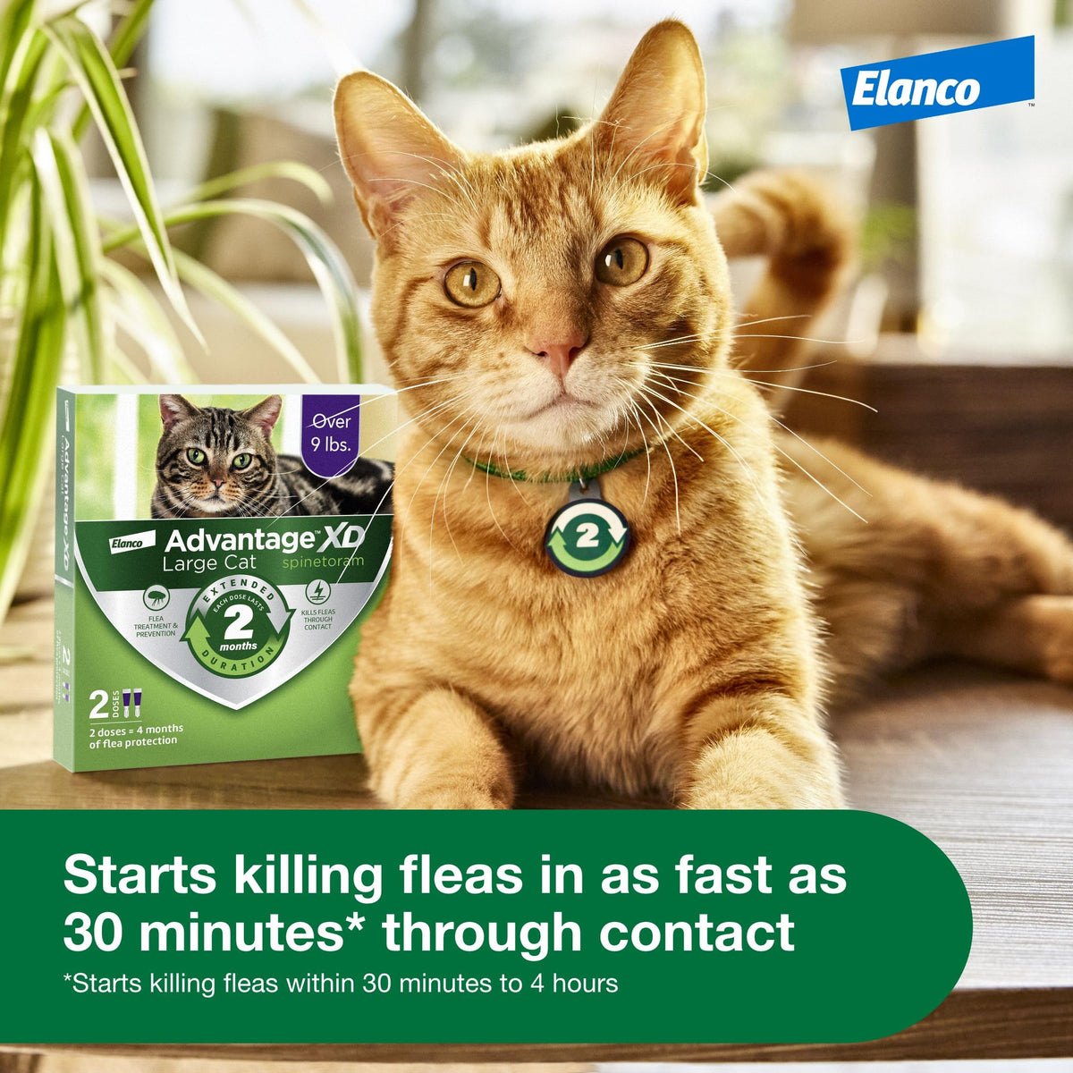 Large Cat Topical Flea Treatment & Prevention 1ct B375595